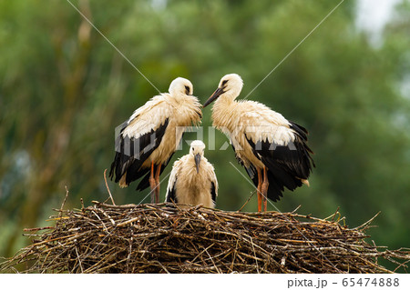 Three white stork chicks standing on nest and waiting in summer nature Three white stork chicks standing on nest and waiting in summer nature 65474888