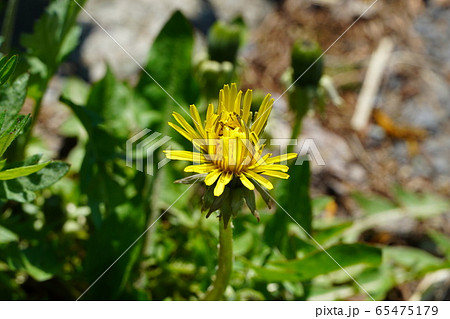 道端に咲いているたんぽぽの花 65475179