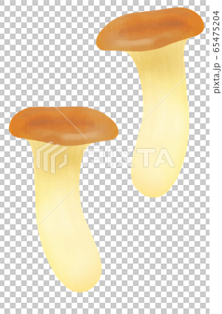 king oyster mushroom king oyster mushroom 65475204