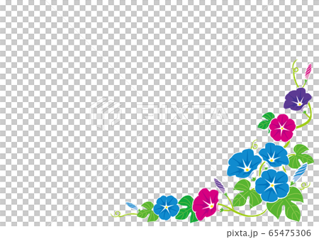 夏天框架/牽牛花的插圖 夏天框架/牽牛花的插圖 65475306