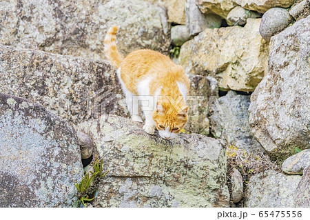 兵庫 姫路城の猫 の写真素材 65475556 Pixta