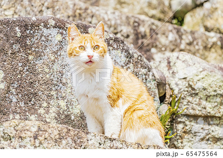 兵庫 姫路城の猫 の写真素材