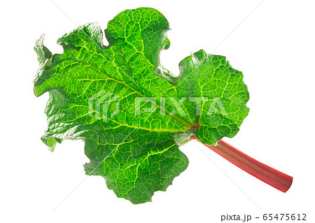 Rhubarb leaf r. rhabarbarum, paths Rhubarb leaf r. rhabarbarum, paths 65475612