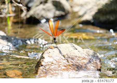 とんぼ とんぼ 65476177