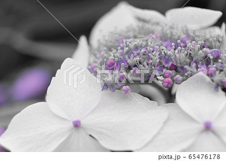 あじさい 65476178