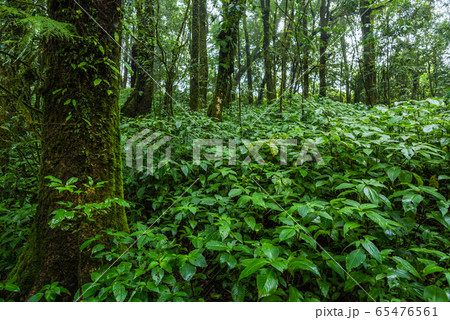 Tropical rain forest Tropical rain forest 65476561