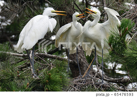 白鷺 65476593