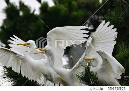 白鷺 白鷺 65476595