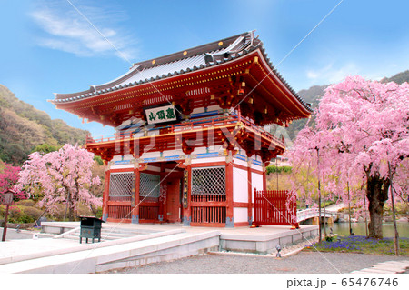 勝尾寺の桜 勝尾寺の桜 65476746