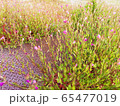 野花 65477019