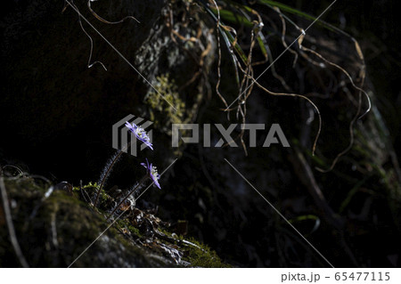 ド 青肝 君風花 65477115