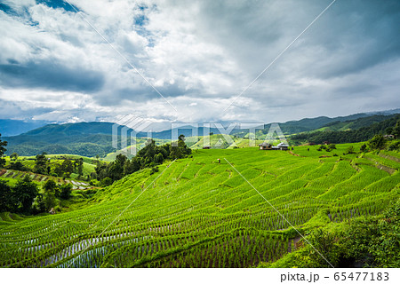 Paddy Rice Field Plantation Landscape with 65477183