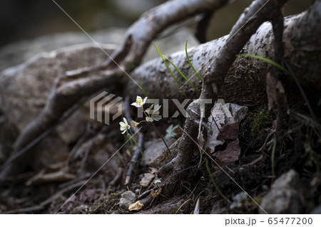 ド 青肝 君風花 65477200