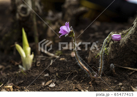 花 野生の花 春の花 65477415