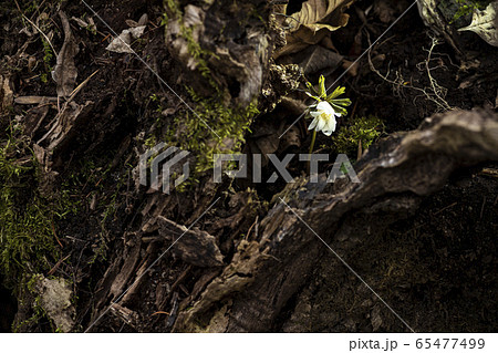 春の花 岩 石 65477499