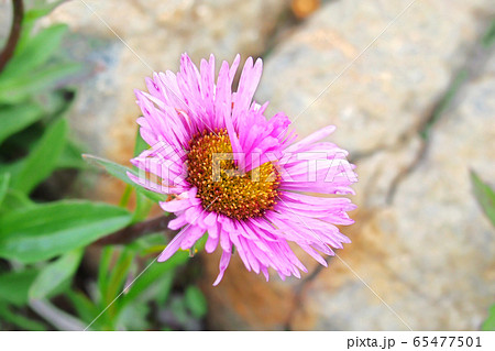 畸形的植物 杜鵑花 具管狀花的中心出現的舌狀花 照片素材 圖片 圖庫