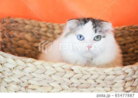 カゴに入ったオッドアイの猫 カゴに入ったオッドアイの猫 65477887