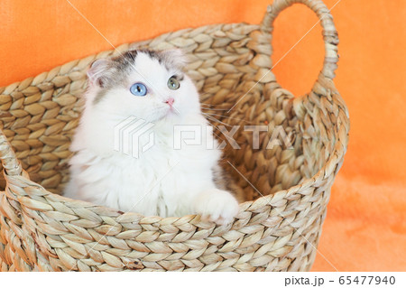 カゴに入ったオッドアイの猫 65477940