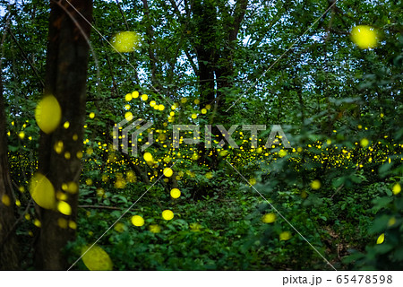 Firefly flying at night in the forest Firefly flying at night in the forest 65478598