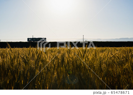 夕暮れの麦畑と鉄道 65478671
