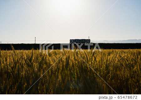 夕暮れの麦畑と鉄道 65478672