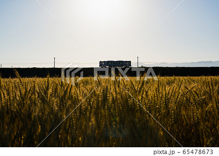 夕暮れの麦畑と鉄道 65478673