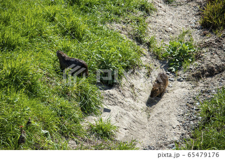 川に住むヌートリア 65479176