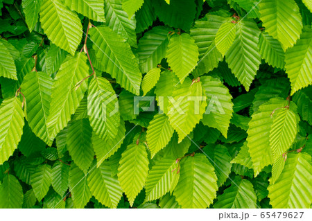Young Light Green Spring Leaves in Sunshine Day Young Light Green Spring Leaves in Sunshine Day 65479627