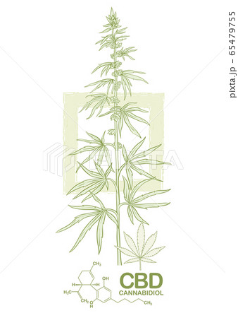 Hemp, Cannabis plant. Template, poster, card 65479755