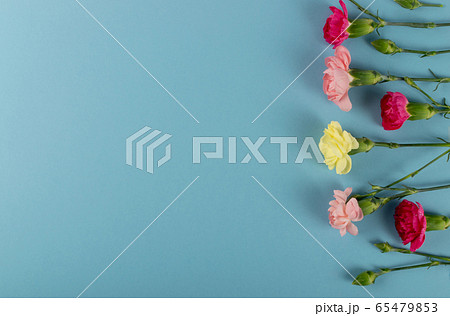 Fresh Carnation Flower, Dianthus or Schabaud 65479853