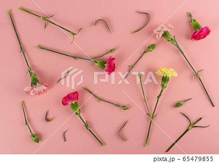 Fresh Carnation Flower, Dianthus or Schabaud 65479855