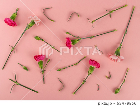 Fresh Carnation Flower, Dianthus or Schabaud 65479856