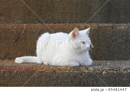 階段の途中で香箱座りをして前をみつめる白猫 65481447