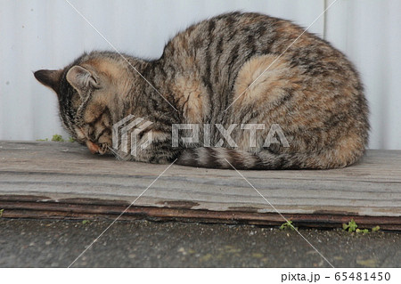キジトラ猫が外の板の上でごめん寝寸前のポーズを真横から見る 65481450