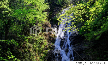 新緑と丸神の滝 新緑と丸神の滝 65481701