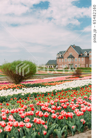many flowers rows colored tulips field building many flowers rows colored tulips field building 65482160