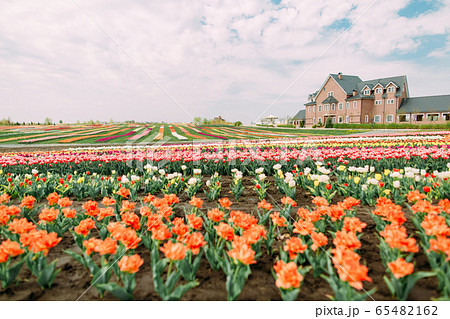 many flowers rows colored tulips field building many flowers rows colored tulips field building 65482162