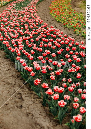 many flowers rows colored tulips curly flowerbed 65482163