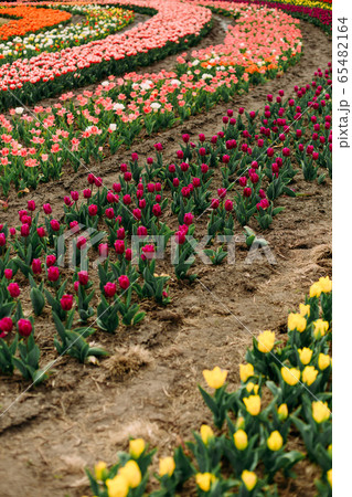 many flowers rows colored tulips curly flowerbed many flowers rows colored tulips curly flowerbed 65482164