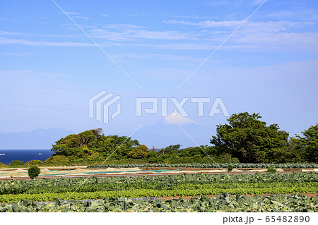 畑(初夏) 畑(初夏) 65482890