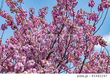 北海道で咲く満開の八重桜 65483297