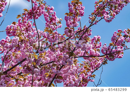 北海道で咲く満開の八重桜 65483299