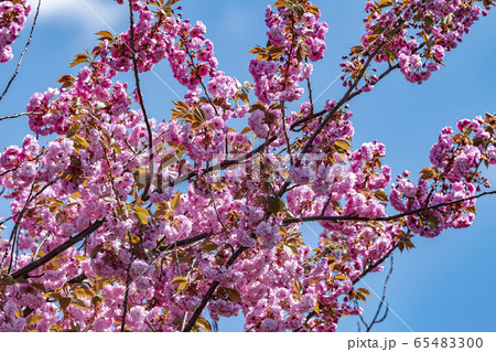 北海道で咲く満開の八重桜 北海道で咲く満開の八重桜 65483300