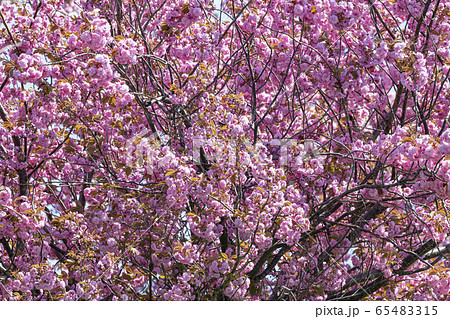 北海道で咲く満開の八重桜 65483315