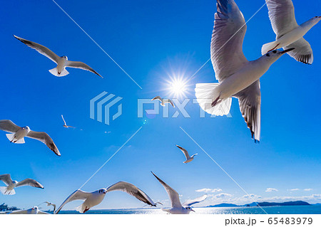 ユリカモメ　竹島　【愛知県】 65483979