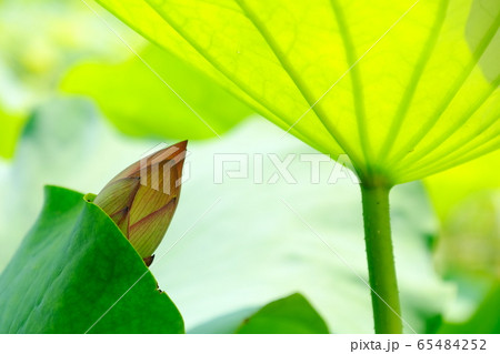 蓮の葉 蓮の葉 65484252