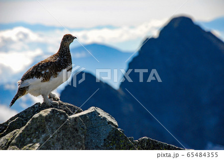 雷鳥 雷鳥 65484355