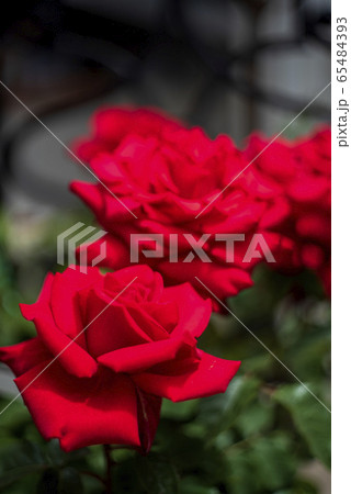 オールドレンズで撮るバラ 65484393