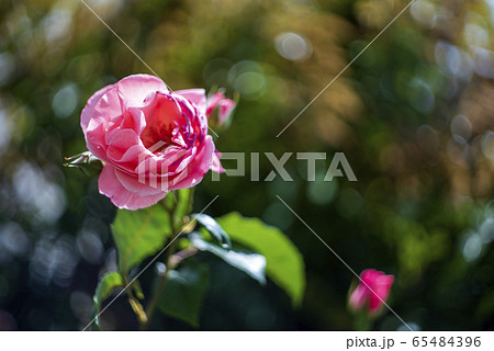 オールドレンズで撮るバラ 65484396