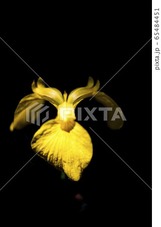 黄色い花ショウブ 65484451